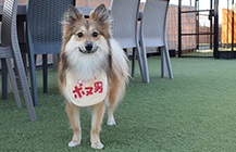 保護犬,わん部会,犬オフ会イベント,アニマルチップス,活動